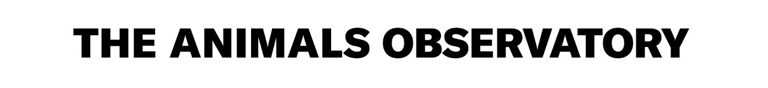 The Animals Observatory”TAO"&nbsp; ジ・アニマルズ・オブザーバトリー